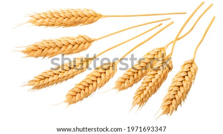 Selection of beardless wheat ears or heads isolated on white background. Package design set with clipping path. Perfect grains Royalty-Free Stock Photo #1971693347
