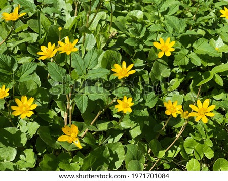 spring flowers in the garden, background picture