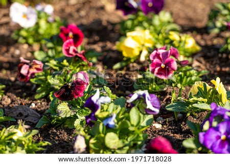 flower bed with colorful pansies in the spring morning sun, close-up, selective focus
