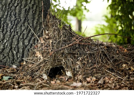 a real burrow and a house of a wild hedgehog in the forest under a tree of branches and needles Royalty-Free Stock Photo #1971722327