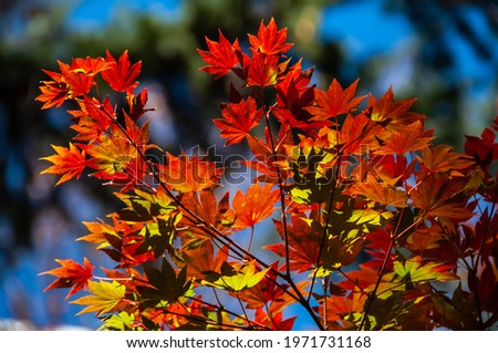 Amazing red, yellow Japanese maple leaves illuminated by a sunlight enhancing it colors. Momoji season. (Acer Palmatum).