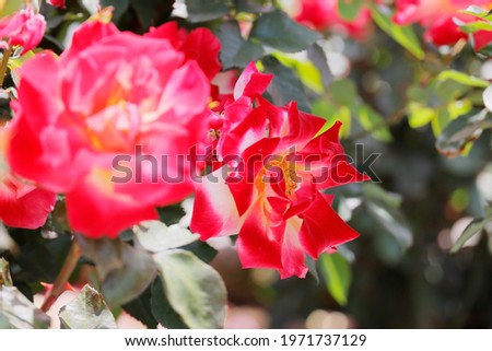 Fresh and colorful roses in full bloom