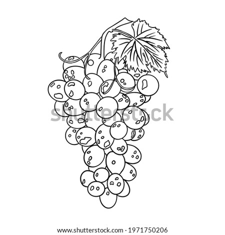 Twig of grapes black lines white background