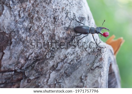 Macro photo of the beetle with red berry on the bark of a tree 