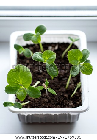 Melon seedlings in a plastic container on a windowsill