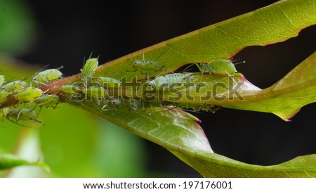 aphids sucking on rose leaf