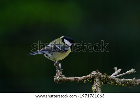 The Great Tit Parus major is a passerine bird in the tit family Paridae. It is a widespread and common species throughout Europe, the Middle East, Central and Northern Asia, and parts of North Africa.