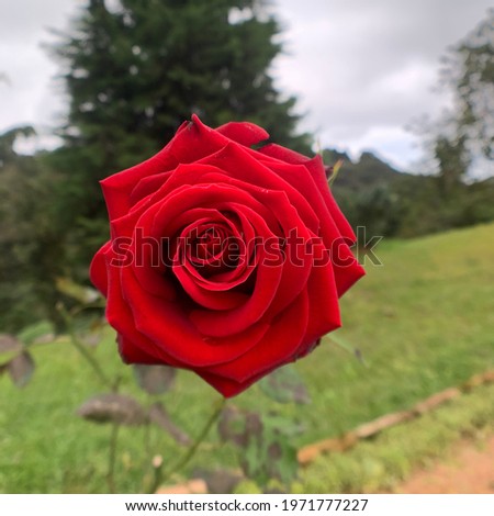 Portrait photo of red rose