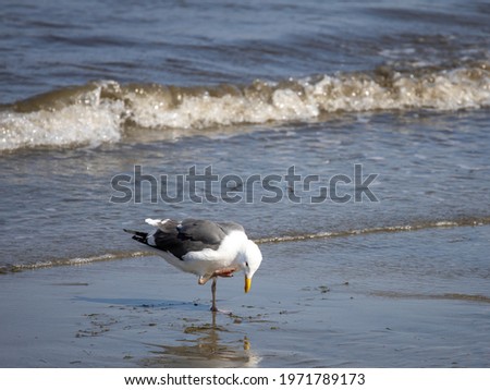 A Sea gull on the shore with his leg lifted to scratch it's head.