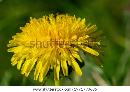 Close up of yellow dandelion flower. Macro nature photo