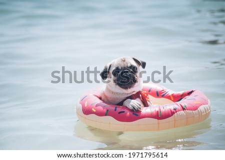 A dog of the Mops breed floats on a swimming ring in the sea Royalty-Free Stock Photo #1971795614
