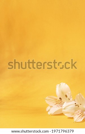 Natural light yellow background with white flowers.