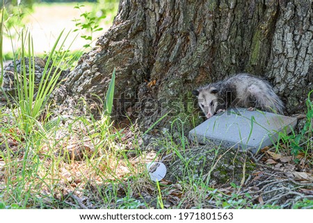 Opossum hiding behind a tree