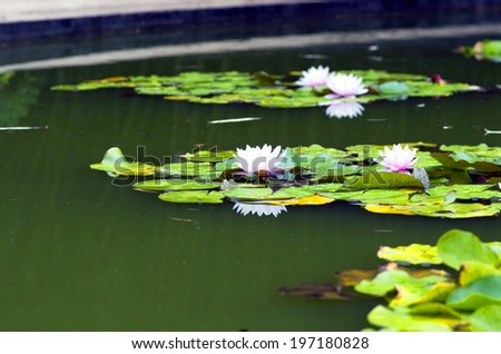 image of a lotus flower on the water 