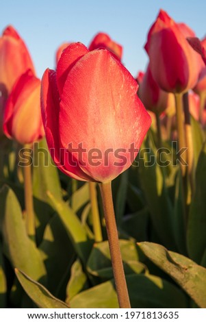 Field of pink tulips in the Netherlands, Noordwijkerhout during the sunrise