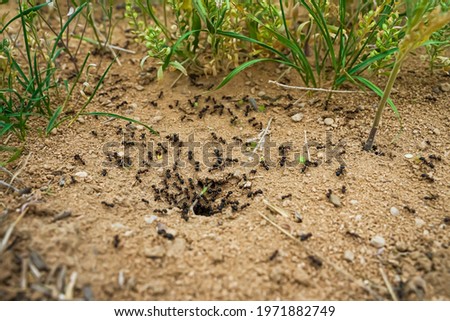 Ants close-up. Ants family. Little black ants are at work. Ants with prey at the entrance to the termite mound. Clay and small stones texture. Mink in the ground. Green grass near termite mound Royalty-Free Stock Photo #1971882749