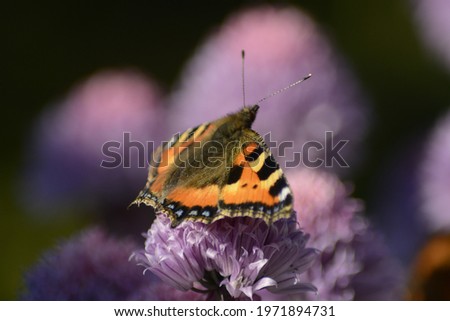 A orange butterfly on a purple flower