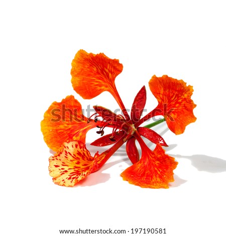 Close up Pride of Barbados, Isolated on white Background Royalty-Free Stock Photo #197190581