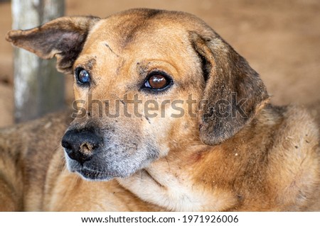 Caramel mutt dog sleeping with scars in the face. Image meaning mistreatment of animals. Royalty-Free Stock Photo #1971926006