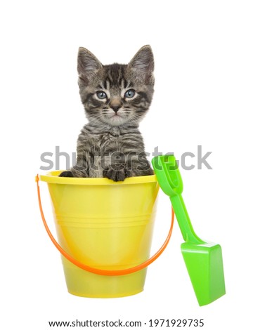 Portrait of a cute black and tan tabby kitten sitting in a yellow beach bucket with orange handle, green shovel propped up on the side. Kitten looking at viewer. Isolated on white