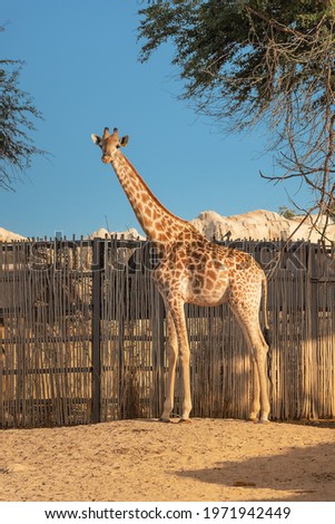 A beautiful giraffe in its enclosure in the zoo safari park. An amazing animal demonstrating natural selection Darwin's theory