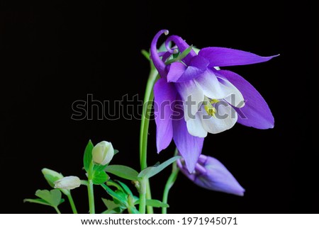 
Aquilegia caerulea purple white  flower with buds, close Up. Isolated on black background.  