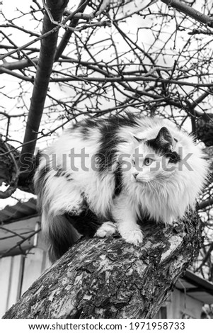 A Beautiful adult long hair black and white cat with big eyes scrambles on a tree in spring. Vertical