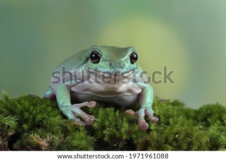 Litoria caerulea tree frog on moss, dumpy frog on branch, animal closeup, amphibian closeup