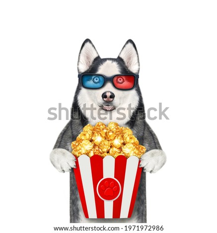 A dog husky in 3d glasses is eating popcorn and watching film. White background. Isolated.