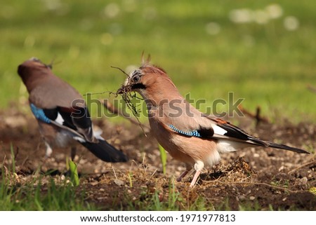 Eurasian jay (Garrulus glandarius) collects small roots as material for the nest building. Royalty-Free Stock Photo #1971977813