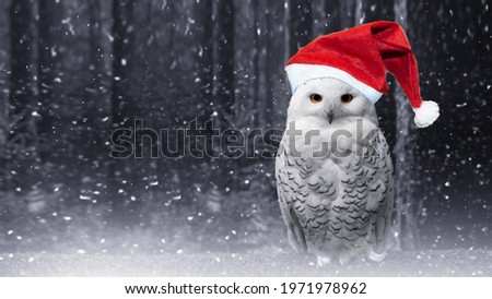 Funny new year polar owl in red Santa hat perch on magic dark forest background with falling snow. Arctic white owl with yellow eyes close up.Predatory bird in wild nature habitat in winter.Copy space