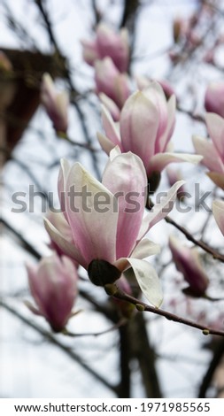 Magnolia tree branches shot in spring