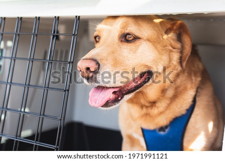 Golden retriever dog inside a car carrier, travel with animals Royalty-Free Stock Photo #1971991121