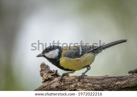 Great tit sitting on branch