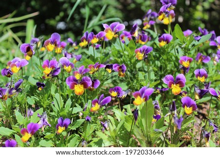 cluster of pansies, small purple and yellow flowers in a garden