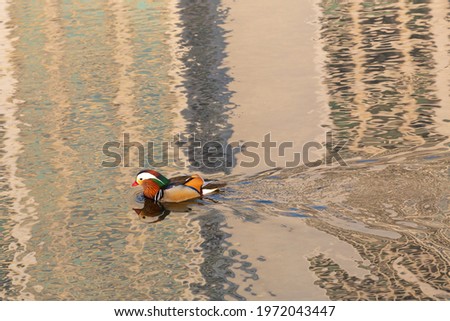a mandarin duck is swimming on the Tancheon stream, Bundang-gu, Seongnam-si, Korea