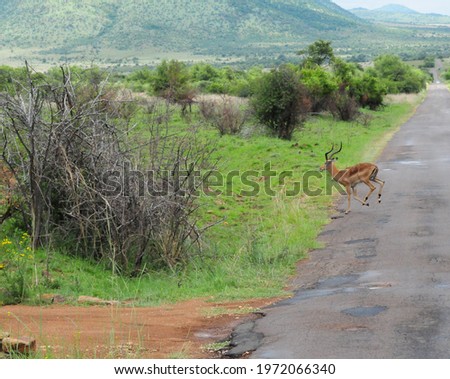 Herd of female Impalas crossing road