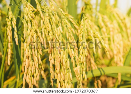 Close up of golden rice field,Close up ears of rice,Beautiful golden rice field and ear of rice.