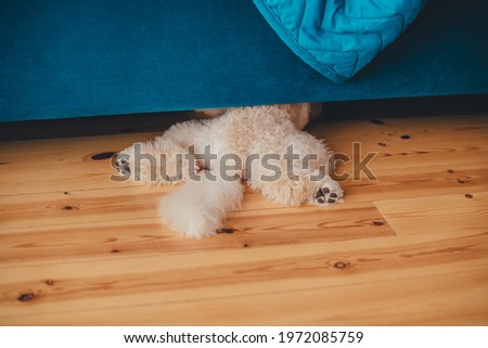A white-brown poodle puppy crawled under the sofa, its hind legs and tail stick out. Cool picture.
