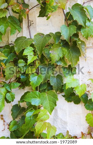 Vines on weathered white stone wall