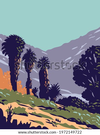 California Fan Palms in Cottonwood Spring Oasis Located in Joshua Tree National Park in California 