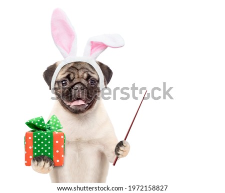 Pug puppy wearing easter rabbits ears holds gift box and points away on empty space. Isolated on white background