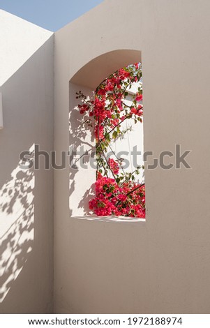 Beautiful tropical plant tree with red flowers in beige building window with sunlight shadows