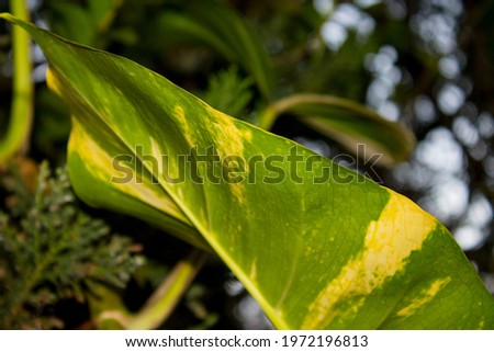 leaves with a natural green and yellow color texture