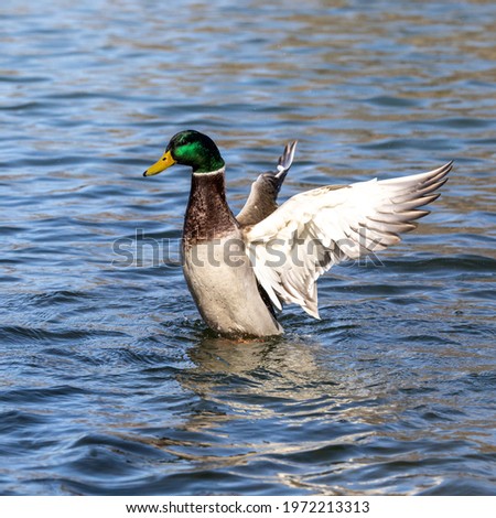 The mallard, Anas platyrhynchos is a dabbling duck. Here swimming in a lake in Munich, Germany
