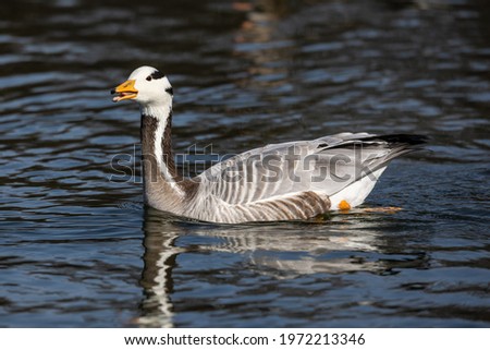 The bar-headed goose, Anser indicus is a goose that breeds in Central Asia in colonies of thousands near mountain lakes and winters in South Asia, as far south as peninsular India.
