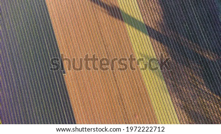 Tulip field in the Netherlands from the sky with view down from the sky 