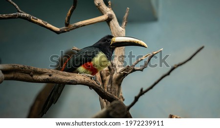 beautiful colorful toucan sitting on a branch