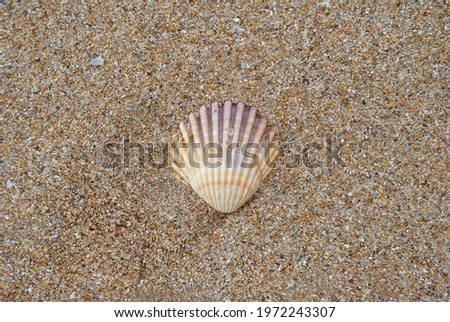 Close Up of Small Isolated Shell on Sandy Beach 