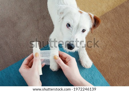 Dog Jack Russell Terrier getting bandage after injury on his leg at home. Pet health care, medical treatment, first aid concept Royalty-Free Stock Photo #1972246139